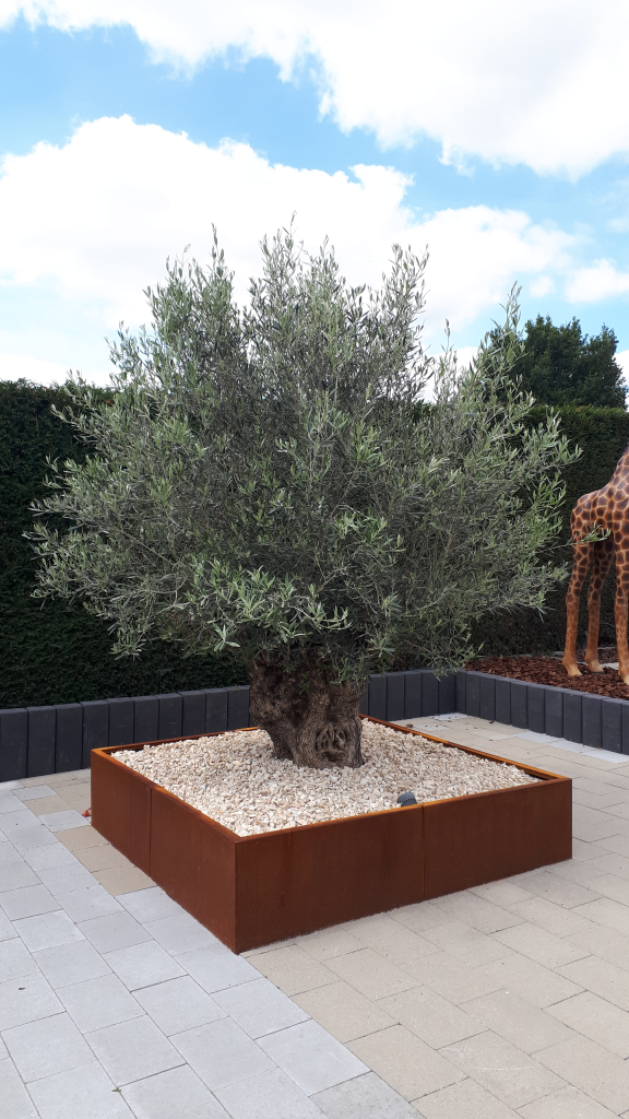 olijfboom in cortenstaal plantenbak